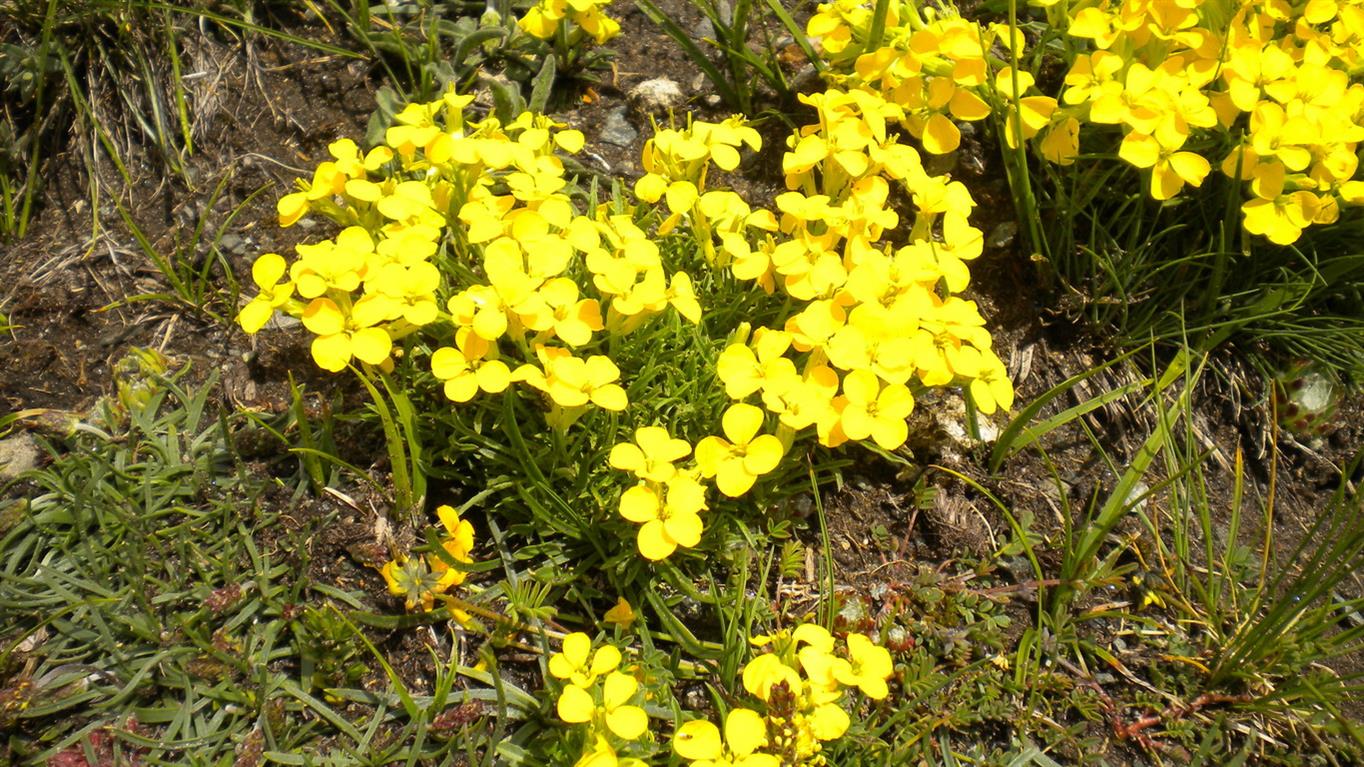 val d''Aosta 11 - Erysimum cfr. jugicola